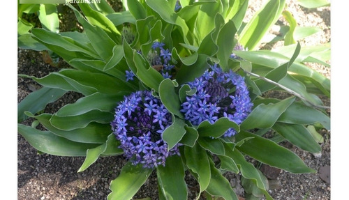 Imagen 1 de 1 de Planta De Scilla Peruviana