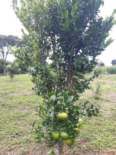 Imagem 2 de 30 de Chácara 20.000 M2, Mais De 50 Árvores Frutíferas, Rica Em Água Com Rio, 2 Poços Caipiras, Casa Sede Com 3 Dormitórios, Chiqueiro - Ch00199 - 70578727