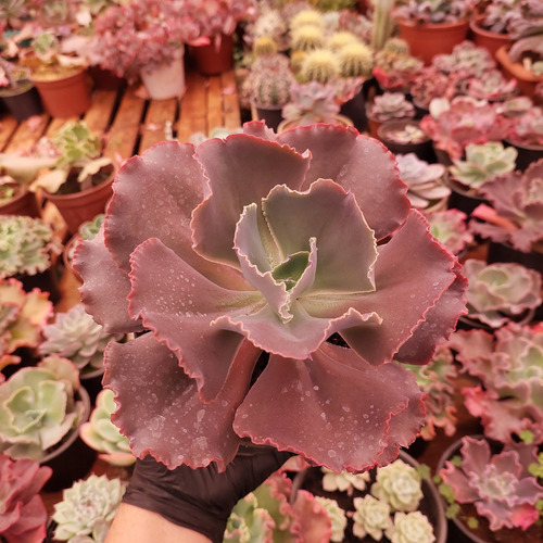 Muda Suculenta Echeveria Gibbiflora Black Rose
