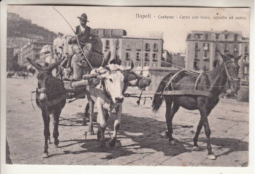 Antigua Postal Napoles Carro Con Buey Caballo Y Burro Italia