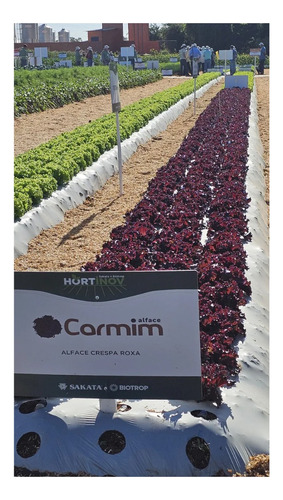 100 Sementes De Alface Crespa Roxa Carmim