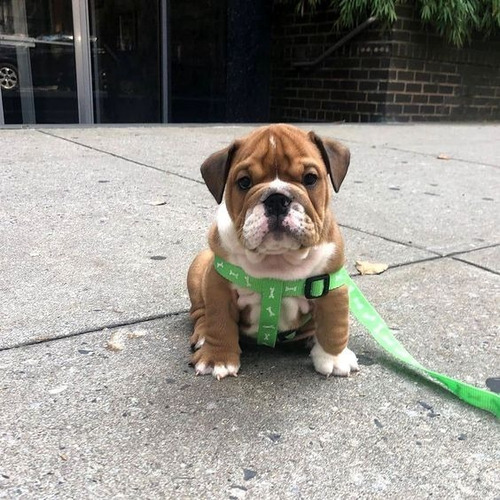 Cachorros Bulldog Ingles Perrito Bull Dog Puppy Cachorrito