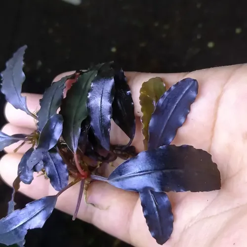 Bucephalandra Sp. Super Blue - Plantas Aquáticas | MercadoLivre