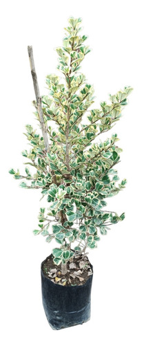 Ficus Triangularis Variegata Variegado 100cm