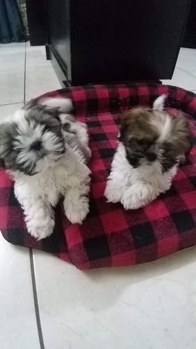 Cachorros Lhasa Apso 