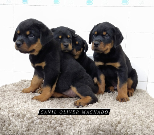 Filhotes De Rottweiler (canil Oliver Machado)