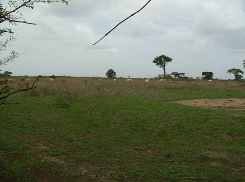 Imagen 6 de 12 de 350 Hectareas De Tierra Parmana Espino Morichales Y Pozos