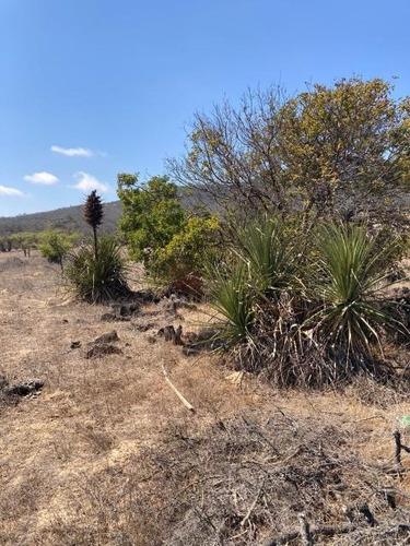 Imagen 7 de 16 de Sitio Condominio Foresta De Zapallar/ruta 5 Norte