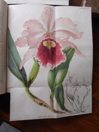 Journal Des Amateurs D'orchidees Libros Orquídeas 1885-6-7