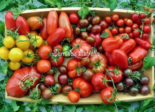 Combo De Semillas De Tomates 12 Variedades Incluye Exóticos