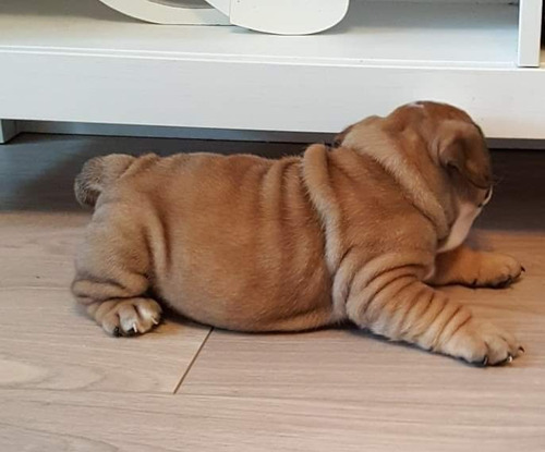 Imagen 1 de 1 de Hermosos Cachorros De Bulldog Inglés