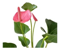 Comprar Planta Anturio Flor Fucsia - Planta Viva