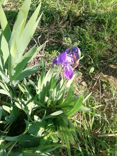 Imagen 3 de 3 de Iris
