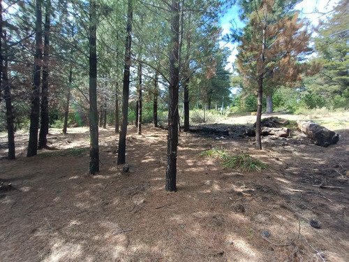 Imagen 4 de 12 de Terreno - Epuyen