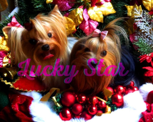 Imagen 4 de 5 de Cachorros Yorkshire Mini