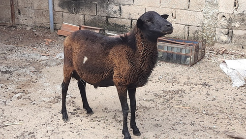 Imagen 2 de 6 de Ovejas 2 Hembras Macho 1 Año