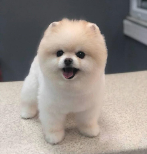 Pomerania 44 Beige