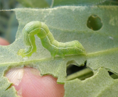 Insecticida Metomilo Como Lannate Kuik Rotam 100 Gr