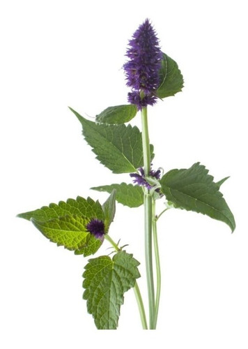 Semillas De Agastache Hierba Medicinal Prosperidad