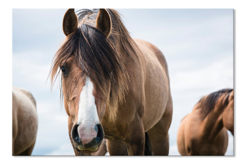 Cuadro Canvas Lienzo Decorativo Fotografía Caballo Patagonia