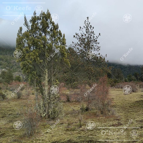 Imagen 11 de 17 de Chacra / Fracción En Venta En Patagonia Argentina - 12 Has Sobre Rio - Fly Fishing Pesca Con Mosca.