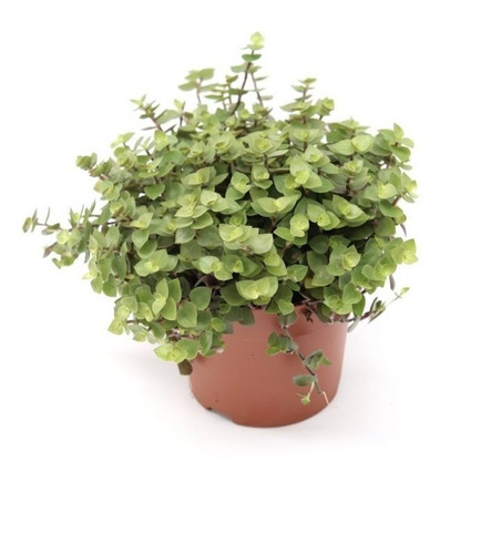 Muda De Callisia Repens Dinheiro Em Penca Tostão + Vaso Verde