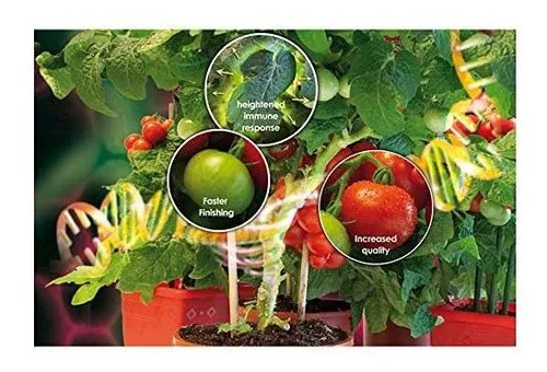 Fertilizante - Canna Boost, Cannazym, Rhizotonic Plant Addit
