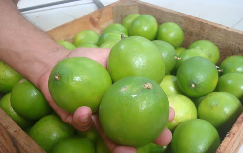 50 Semillas De Limon Persa