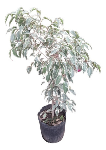 Ficus Benjamina Variegado 4 L Vivero Deco Plantas Zona Norte