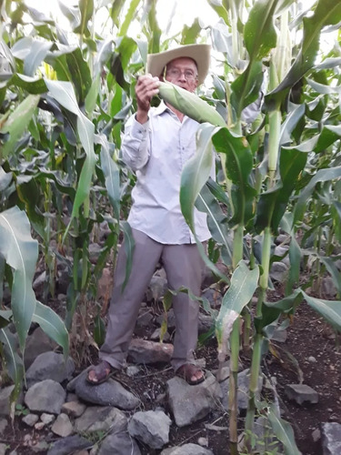 Semilla De Maiz Variedad 535 Elotero Y Grano Para Temporal