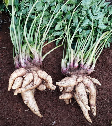 60 Rizomas De Mandioquinha - Batata Baroa - Batata Salsa