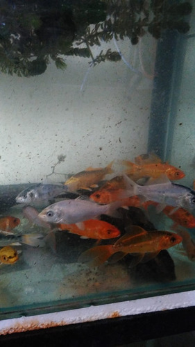 Carpas Koi 3cm