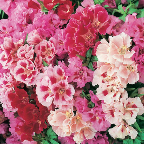 500 Sementes Da Flor Mini Azaleia De Cores Sortida P/ Jardim