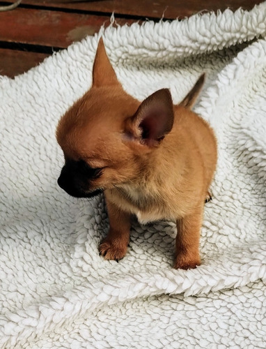 Chihuahua Macho Mini Pelo Corto