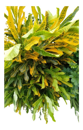 Croton Canarinho Variegatum Brasileirinho 2 Mudas