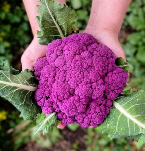 100 Semilla De Coliflor Morado + Instructivo