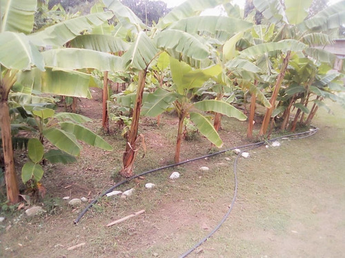 Imagen 13 de 21 de Se Vende Finca Con Casa En Tronconero Yagua Guacara