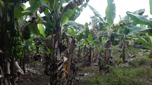 Imagem 4 de 7 de Miracatu/sitio Para Plantio Com Belo Riacho/ref:05350