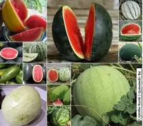Comprar Kit Sementes De Melancia Bela Rara E Doce Exótica E Colorida