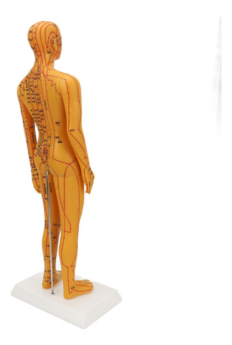 Maniquí Didáctico Modelo De Acupuntura Para Cuerpo Humano De