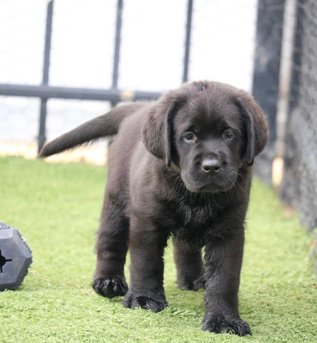 Labrador Negro Porte Maravilloso - Criadero Chascomús