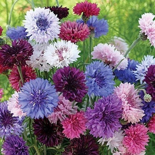 Oferta!! 15 Semillas Centaurea Doble, Mix Colores 