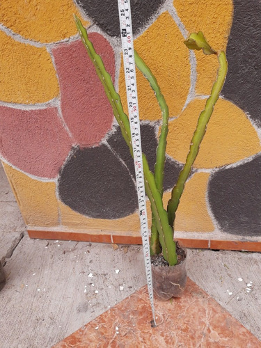 Imagen 1 de 3 de 12 Plantas O Esqueje De Pitahaya, Pulpa Fiusha, Enraizados