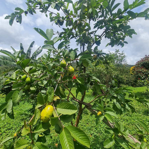 Imagem 11 de 15 de Fazenda/sítio/chácara Em Corta Rio - Itatiaiuçu - 13689