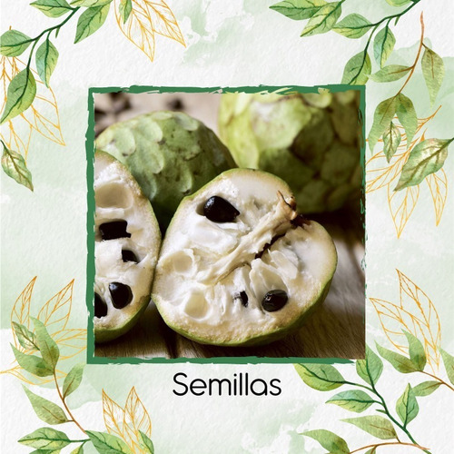 100 Semillas De Árbol Chirimoya