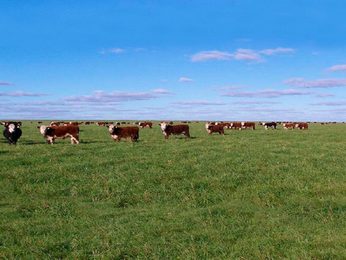 Campo En Venta En Salto Ref. 2410