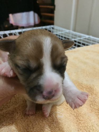 Imagen 7 de 10 de Jaks Russell Terriers Con Chip Y Pedigri De La Fca