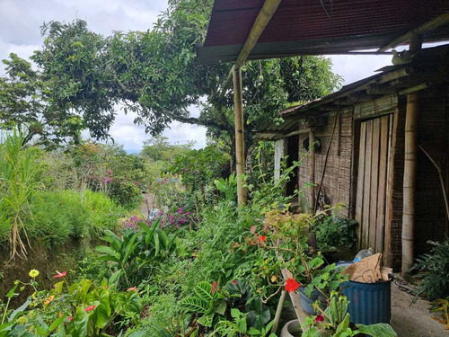 Finca Pequeña De 1 Cuadra Cultivada En Café Y Plátano En Filandia