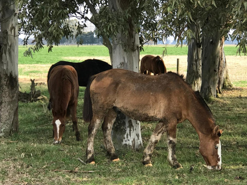 Venta 550 Hectareas Cañuelas Campo Mixto Ideal Ganadero U$s 6500 X Has.