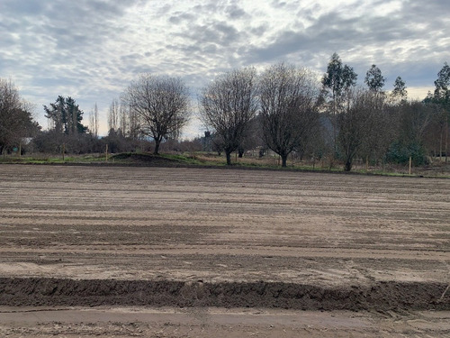 Imagen 6 de 10 de Fundo Santa Daniela. Posibilidad De Inversión // Sitios